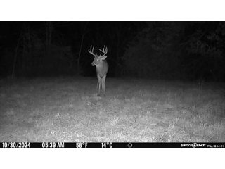 Property photo 36 - 201+/- ACRES OF HUNTING LAND FOR AUCTION IN CARROLL COUNTY KY