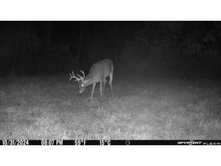 Property photo 39 - 201+/- ACRES OF HUNTING LAND FOR AUCTION IN CARROLL COUNTY KY