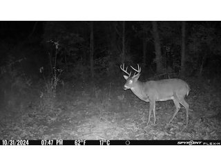 Property photo 40 - 201+/- ACRES OF HUNTING LAND FOR AUCTION IN CARROLL COUNTY KY