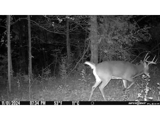 Property photo 42 - 201+/- ACRES OF HUNTING LAND FOR AUCTION IN CARROLL COUNTY KY