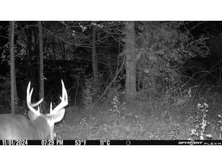 Property photo 43 - 201+/- ACRES OF HUNTING LAND FOR AUCTION IN CARROLL COUNTY KY