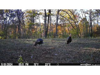 Property photo 44 - 201+/- ACRES OF HUNTING LAND FOR AUCTION IN CARROLL COUNTY KY
