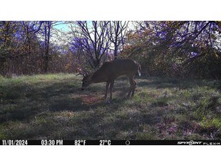 Property photo 45 - 201+/- ACRES OF HUNTING LAND FOR AUCTION IN CARROLL COUNTY KY