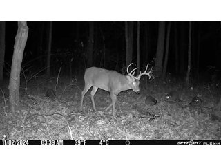 Property photo 46 - 201+/- ACRES OF HUNTING LAND FOR AUCTION IN CARROLL COUNTY KY