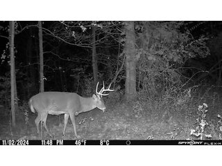 Property photo 49 - 201+/- ACRES OF HUNTING LAND FOR AUCTION IN CARROLL COUNTY KY