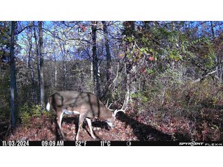Property photo 50 - 201+/- ACRES OF HUNTING LAND FOR AUCTION IN CARROLL COUNTY KY