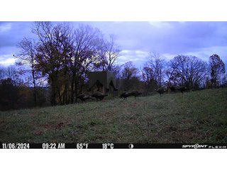 Property photo 52 - 201+/- ACRES OF HUNTING LAND FOR AUCTION IN CARROLL COUNTY KY
