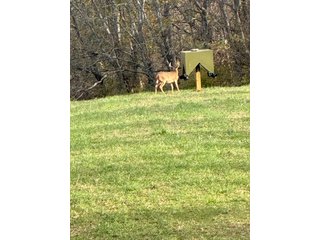 Property photo 55 - 201+/- ACRES OF HUNTING LAND FOR AUCTION IN CARROLL COUNTY KY