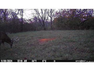 Property photo 56 - 201+/- ACRES OF HUNTING LAND FOR AUCTION IN CARROLL COUNTY KY