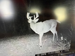 Property photo 58 - 201+/- ACRES OF HUNTING LAND FOR AUCTION IN CARROLL COUNTY KY