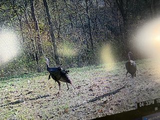 Property photo 59 - 201+/- ACRES OF HUNTING LAND FOR AUCTION IN CARROLL COUNTY KY