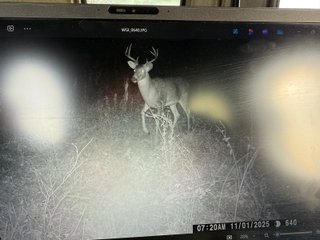 Property photo 68 - 201+/- ACRES OF HUNTING LAND FOR AUCTION IN CARROLL COUNTY KY