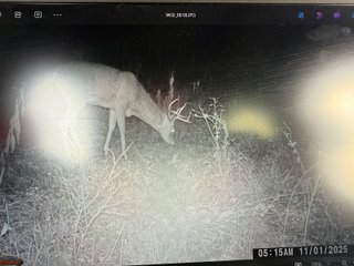 Property photo 69 - 201+/- ACRES OF HUNTING LAND FOR AUCTION IN CARROLL COUNTY KY