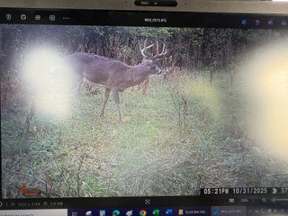 Property photo 70 - 201+/- ACRES OF HUNTING LAND FOR AUCTION IN CARROLL COUNTY KY