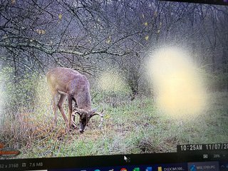 Property photo 82 - 201+/- ACRES OF HUNTING LAND FOR AUCTION IN CARROLL COUNTY KY