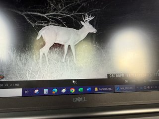 Property photo 85 - 201+/- ACRES OF HUNTING LAND FOR AUCTION IN CARROLL COUNTY KY