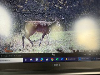 Property photo 86 - 201+/- ACRES OF HUNTING LAND FOR AUCTION IN CARROLL COUNTY KY