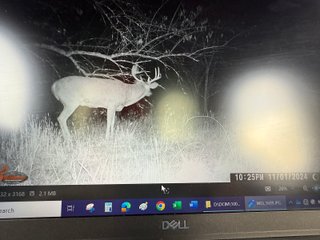 Property photo 88 - 201+/- ACRES OF HUNTING LAND FOR AUCTION IN CARROLL COUNTY KY