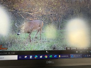 Property photo 89 - 201+/- ACRES OF HUNTING LAND FOR AUCTION IN CARROLL COUNTY KY