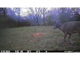 Property photo 96 - 201+/- ACRES OF HUNTING LAND FOR AUCTION IN CARROLL COUNTY KY