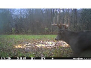 Property photo 97 - 201+/- ACRES OF HUNTING LAND FOR AUCTION IN CARROLL COUNTY KY