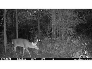 Property photo 98 - 201+/- ACRES OF HUNTING LAND FOR AUCTION IN CARROLL COUNTY KY
