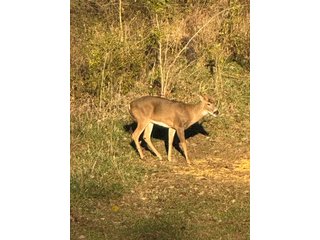Property photo 100 - 201+/- ACRES OF HUNTING LAND FOR AUCTION IN CARROLL COUNTY KY