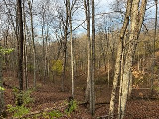Property photo 138 - 201+/- ACRES OF HUNTING LAND FOR AUCTION IN CARROLL COUNTY KY