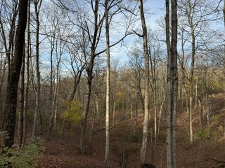 Property photo 139 - 201+/- ACRES OF HUNTING LAND FOR AUCTION IN CARROLL COUNTY KY