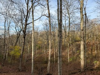 Property photo 140 - 201+/- ACRES OF HUNTING LAND FOR AUCTION IN CARROLL COUNTY KY
