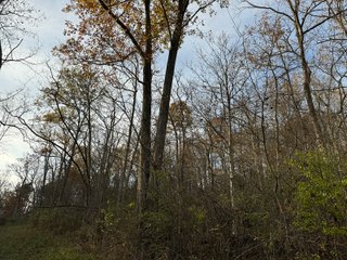 Property photo 141 - 201+/- ACRES OF HUNTING LAND FOR AUCTION IN CARROLL COUNTY KY