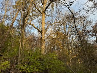 Property photo 142 - 201+/- ACRES OF HUNTING LAND FOR AUCTION IN CARROLL COUNTY KY