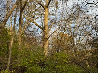 Property photo 143 - 201+/- ACRES OF HUNTING LAND FOR AUCTION IN CARROLL COUNTY KY