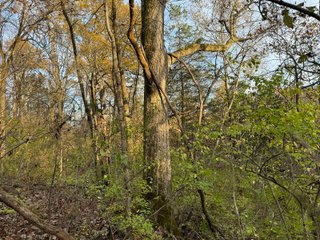 Property photo 144 - 201+/- ACRES OF HUNTING LAND FOR AUCTION IN CARROLL COUNTY KY