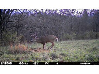 Property photo 105 - 201+/- ACRES OF HUNTING LAND FOR AUCTION IN CARROLL COUNTY KY