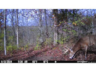 Property photo 106 - 201+/- ACRES OF HUNTING LAND FOR AUCTION IN CARROLL COUNTY KY