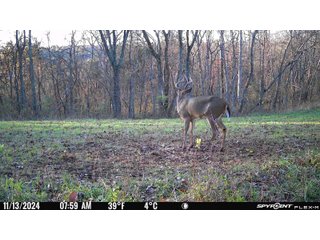 Property photo 107 - 201+/- ACRES OF HUNTING LAND FOR AUCTION IN CARROLL COUNTY KY