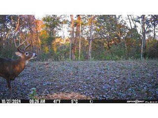 Property photo 109 - 201+/- ACRES OF HUNTING LAND FOR AUCTION IN CARROLL COUNTY KY