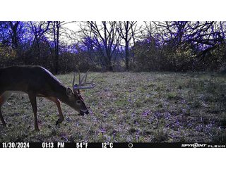 Property photo 3 - 201+/- ACRES OF HUNTING LAND FOR AUCTION IN CARROLL COUNTY KY