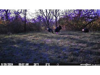Property photo 4 - 201+/- ACRES OF HUNTING LAND FOR AUCTION IN CARROLL COUNTY KY