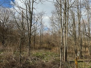 Property photo 18 - 190+/- Acres Offered in 8 Tracts in Wayne County Indiana