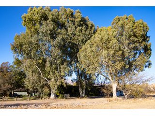 Property photo 51 - The Gardens on Fort Lowell Auction - 16+/- Acre Oasis Under the
Catalina Mountains in Tucson, AZ