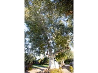 Property photo 60 - The Gardens on Fort Lowell Auction - 16+/- Acre Oasis Under the
Catalina Mountains in Tucson, AZ