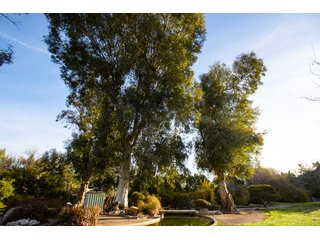 Property photo 61 - The Gardens on Fort Lowell Auction - 16+/- Acre Oasis Under the
Catalina Mountains in Tucson, AZ