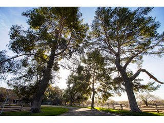 Property photo 75 - The Gardens on Fort Lowell Auction - 16+/- Acre Oasis Under the
Catalina Mountains in Tucson, AZ
