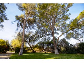 Property photo 78 - The Gardens on Fort Lowell Auction - 16+/- Acre Oasis Under the
Catalina Mountains in Tucson, AZ