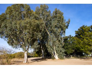 Property photo 89 - The Gardens on Fort Lowell Auction - 16+/- Acre Oasis Under the
Catalina Mountains in Tucson, AZ