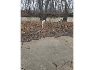 Property photo 51 - LAND AUCTION - 73+/- ACRES OFFERED IN 9 TRACTS OR COMBINATIONS IN DEKALB COUNTY, INDIANA