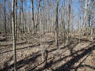 Property photo 16 - LAND AUCTION - 107+/- ACRES OFFERED IN 4 TRACTS IN DELAWARE COUNTY INDIANA