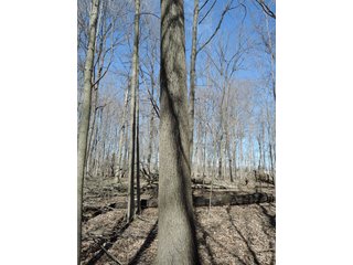 Property photo 17 - LAND AUCTION - 107+/- ACRES OFFERED IN 4 TRACTS IN DELAWARE COUNTY INDIANA